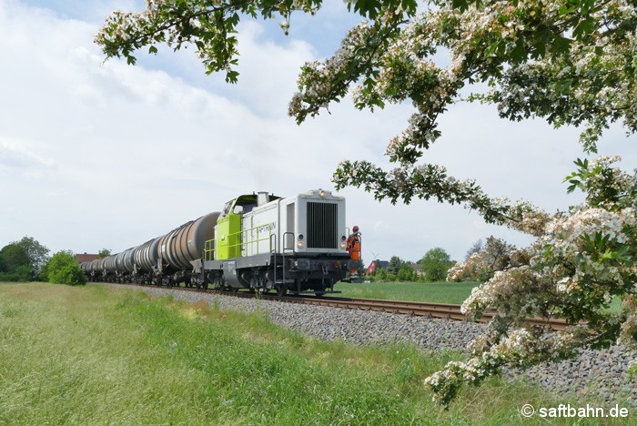 Stellvertretend für zahlreiche in der blühte stehenden Vegetation entlang der Saftbahnstrecke, zog RBB-Lok V133 am 23.05.2017 mit einem Kesselzug aus Zörbig an einem duftenden Frühlingsstrauch in Heideloh vorüber.